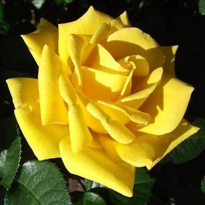 Саджанець троянди чайно-гібридної (садової) Старлайт (Starlight)(закритий корінь) 547 фото