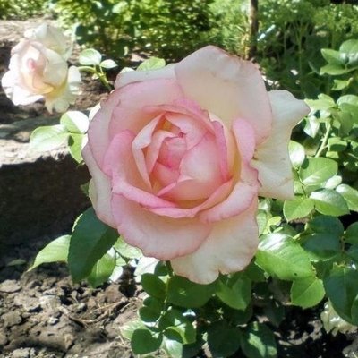 Саджанець троянди Ропару Ragazza (Дівчина)(закритий корінь) 720 фото