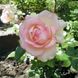 Саджанець троянди Ропару Ragazza (Дівчина)(закритий корінь) 720 фото 1