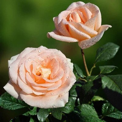 Саджанець троянди чайно-гібридної (садової) Талея (Talea)(закритий корінь) 548 фото