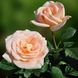 Саджанець троянди чайно-гібридної (садової) Талея (Talea)(закритий корінь) 548 фото 1