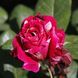 Саджанець троянди Ропару Red Romanza (Червона Романза)(закритий корінь) 721 фото 1