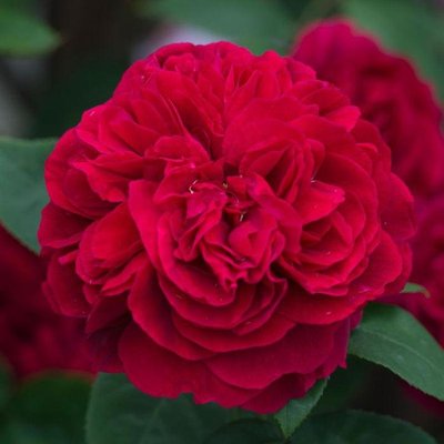 Саджанець англійської троянди Л. Д. Брайтвайт (L.D. Braithwaite)(закритий корінь) 599 фото