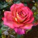 Саджанець троянди Нірп Парфюм ді Грасс (Parfum de Grasse)(закритий корінь) 827 фото 1