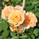 Саджанець троянди Тантау Apricot Clementine (Абрикос Клементин)(закритий корінь) 727 фото 1