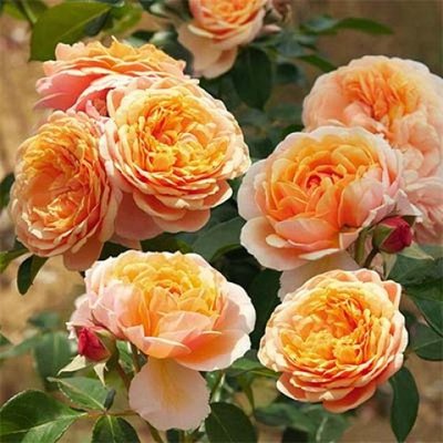 Саджанець троянди Нірп Парфюм ді Орлеанс (Parfum D'Orleans) 828 фото