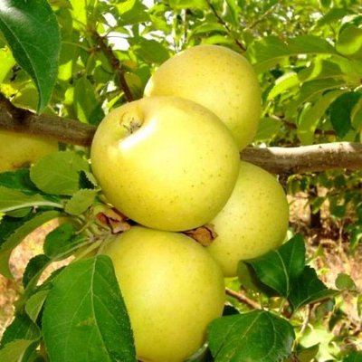 Саджанець яблуні "Голден Делішес" (зимовий сорт, пізній термін дозрівання) 935 фото