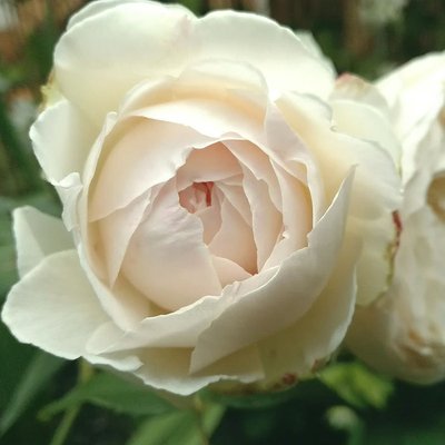 Саджанець англійської троянди Клер Остін (Claire Austin)(закритий корінь) 600 фото