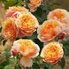 Саджанець троянди Нірп Парфюм ді Орлеанс (Parfum D'Orleans) 828 фото 1