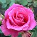 Саджанець троянди чайно-гібридної (садової) Топаз (Topaz)(закритий корінь) 550 фото 1