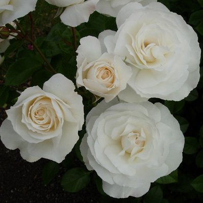 Саджанець троянди Ропару White Romanza (Біла Романза)(закритий корінь) 724 фото