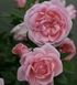 Саджанець троянди Поульсен Astrid Lindgren (Астрід Ліндгрен)(закритий корінь) 779 фото 1
