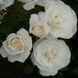 Саджанець троянди Ропару White Romanza (Біла Романза)(закритий корінь) 724 фото 1