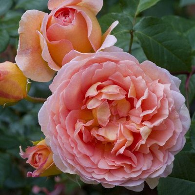 Саджанець англійської троянди Абрахам Дербі (Abraham Darby)(закритий корінь) 557 фото
