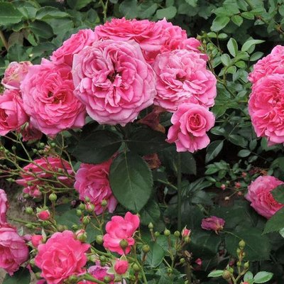 Саджанець англійської троянди Ля Рош Гийон (La Roche Guyon)(закритий корінь) 607 фото