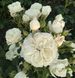 Саджанець троянди піоновидної "Вайт Піано" (закритий корінь) 1539 фото 1