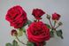 Саджанець троянди Поульсен Capricia (Капрісія)(закритий корінь) 785 фото 1