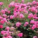 Саджанець троянди Тантау Baroness (Баронеса)(закритий корінь) 735 фото 1