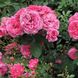 Саджанець англійської троянди Ля Рош Гийон (La Roche Guyon)(закритий корінь) 607 фото 1