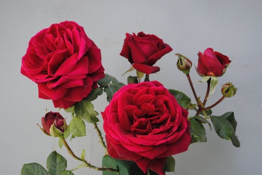 Саджанець троянди Поульсен Capricia (Капрісія)(закритий корінь) 785 фото