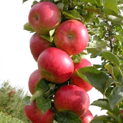 Саджанець колоновидної яблуні "Останкіно" (осінній сорт, середній термін дозрівання) 1334 фото