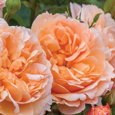 Саджанець англійської троянди Леді Гарденер (Lady Gardener)(закритий корінь) 602 фото
