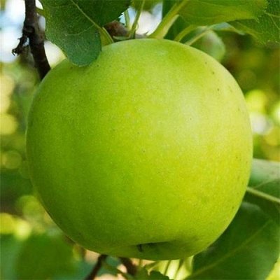 Саджанець яблуні "Мутсу" (зимовий сорт, пізній термін дозрівання) 937 фото