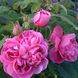 Саджанець плетистої троянди Глендора (Glendore)(закритий корінь) 652 фото 1