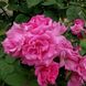Саджанець троянди Ропару Zephrine Drouhin (Зефрин Другін)(закритий корінь) 725 фото 1