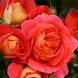 Саджанець англійської троянди Брати Грімм (Gebruder Grimm)(закритий корінь) 558 фото 1