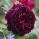 Саджанець англійської троянди Мунстед Вуд (Munstead Wood)(закритий корінь) 608 фото 1