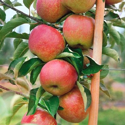 Саджанець колоновидної яблуні "Патріот" (літній сорт, ранній термін дозрівання) 1003 фото