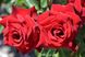 Саджанець троянди Поульсен Courage (Мужність)(закритий корінь) 787 фото 1