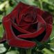 Саджанець троянди Тантау Black Magic (Чорна магія)(закритий корінь) 737 фото 1