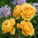 Саджанець англійської троянди Голден Селебрейшен (Golden Celebration)(закритий корінь) 559 фото 1