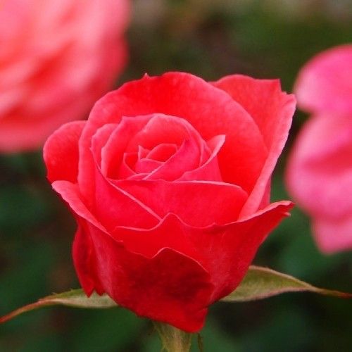 Саджанець троянди Поульсен Dacapo (Дакапо)(закритий корінь) 788 фото
