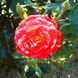 Саджанець троянди Поульсен Dacapo (Дакапо)(закритий корінь) 788 фото 1