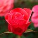 Саджанець троянди Поульсен Dacapo (Дакапо)(закритий корінь) 788 фото 2