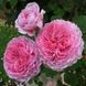 Саджанець англійської троянди Джеймс Гелвей (James Galway)(закритий корінь) 560 фото 1