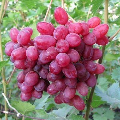 Саджанець винограду столового "Геліос" (ранній термін дозрівання, не пошкоджується осами) 837 фото