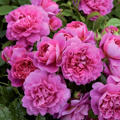 Саджанець англійської троянди Принцес Енн (Princess Anne)(закритий корінь) 611 фото